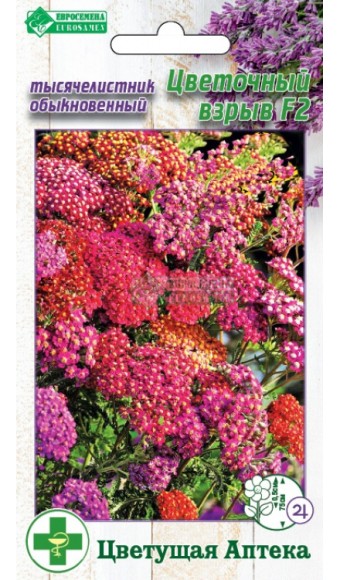 Цветы Тысячелистник Цветочный взрыв ЦВ/П (ЕС) 7шт многолетник сухоцвет 75см