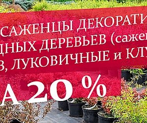 /sad-i-ogorod/sazhency-lukovica-luk-sevok/