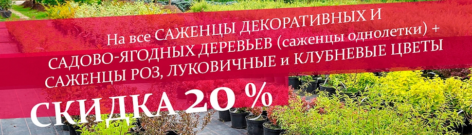 /sad-i-ogorod/sazhency-lukovica-luk-sevok/
