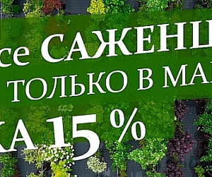 /sad-i-ogorod/lukovica-sazhency-luk-sevok/