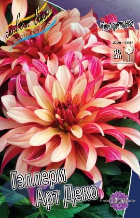 Георгины Геллери Арт Деко (1уп/1шт)