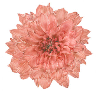 Краска для срезочных цветов 300мл Пудровый Лотос 1уп/12шт