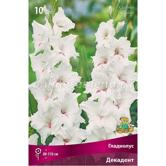 Гладиолусы Алана 10/12 (1уп/8шт)