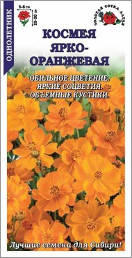Цветы Космея Ярко-Оранжевая ЦВ/П (СОТКА) 0,3гр однолетник 25-30см