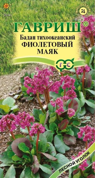 Цветы Бадан Фиолетовый маяк ЦВ/П (ГАВРИШ) 0,01гр многолетник 20см