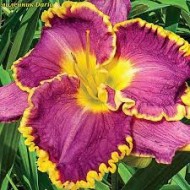 Лилейник Дариа (1уп/1шт) Лилейник Дариа (1уп/1шт)