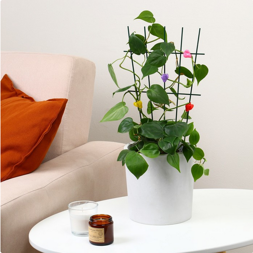 Клипса для растений Клубника набор 10шт (Цена за УПАКОВКУ) Клипса для растений Клубника набор 10шт (Цена за УПАКОВКУ)