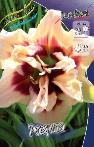 Лилейник Розуита (1уп/1шт)