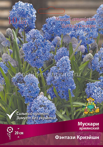 Мускари Фэнтази Криэйшн (1уп/10шт)