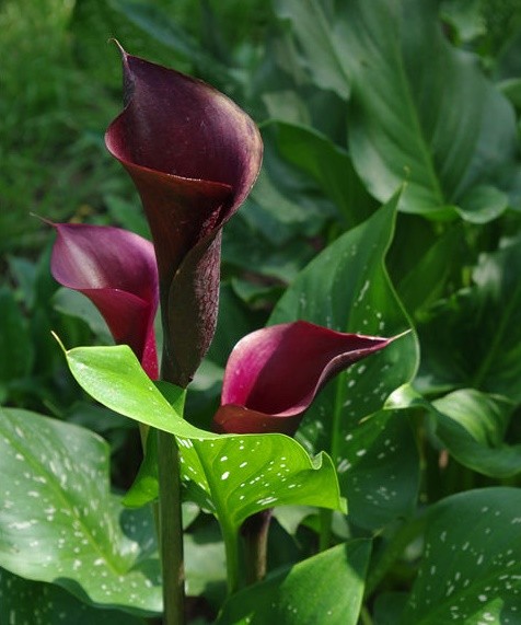 Калла Шварцвалдер (1уп/2шт)