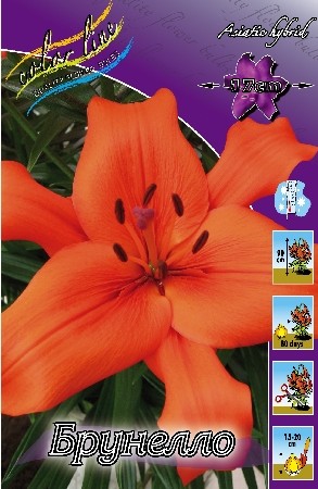 Лилия Брунелло (1уп/7шт) азиат.