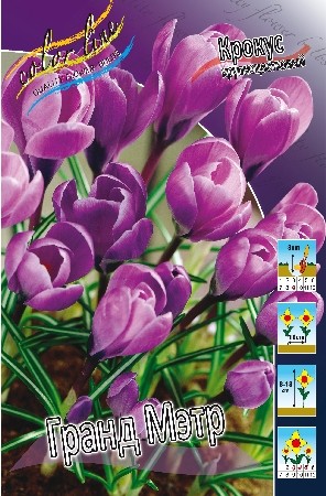 Крокус Гранд Мэтр (1уп/10шт)