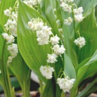 Ландыш Пролификанс (1уп/1шт)