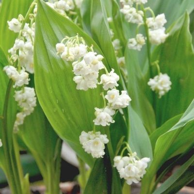 Ландыш Пролификанс (1уп/1шт)