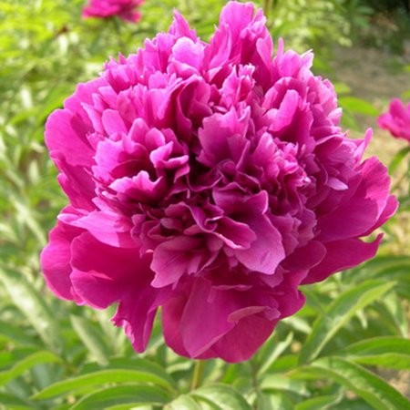 Пион Белгравия (1уп/1шт)