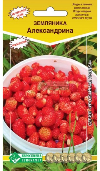 Земляника Александрина ЦВ/П (ЕС) 15шт среднепоздний ремонтантный