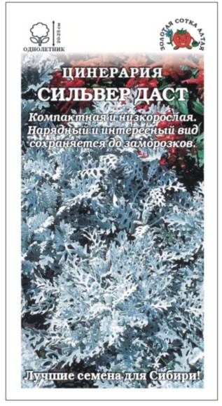Цветы Цинерария Сильвер Даст ЦВ/П (СОТКА) однолетник 20-25см