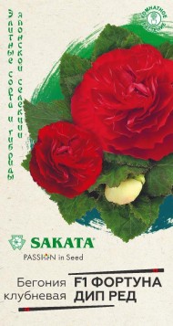 Цветы Бегония Фортуна Дип РЕД F1 ЦВ/П (ГАВРИШ) 4шт комнатное до 20см