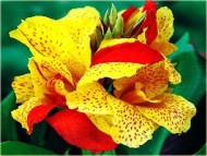 Канна Клеопатра (1уп/1шт)