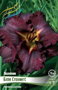 Лилейник Блэк Стокингс (1уп/1шт)