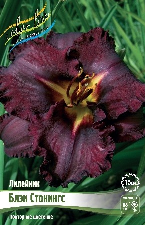 Лилейник Блэк Стокингс (1уп/1шт)