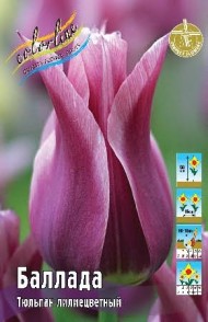 Тюльпан Баллада 11/12 (1уп/7шт)