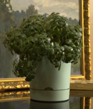 Горшок Гранд 5,2лит Мята D-20см с прикорневым поливом