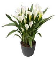 Калла Кристал Клиэр (1уп/2шт) Калла Кристал Клиэр (1уп/2шт)