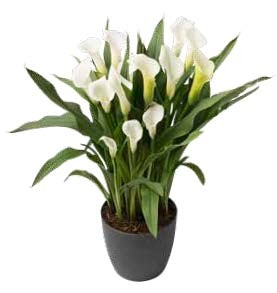 Калла Кристал Клиэр (1уп/2шт)