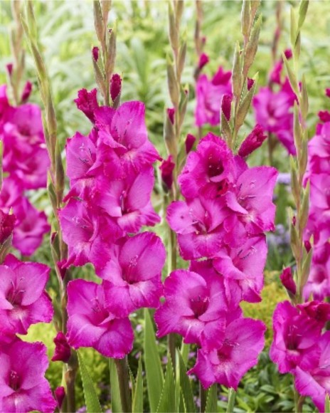 Гладиолусы Азуфре 10/12 (1уп/8шт)