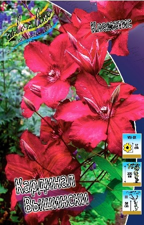 Клематис Кардинал Вышински (1уп/2шт)