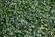 Трава искусственная 50*50см MZ-06045 / 188014-С Самшит Зелёный