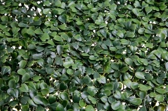 Трава искусственная 50*50см MZ-06045 / 188014-С Самшит Зелёный