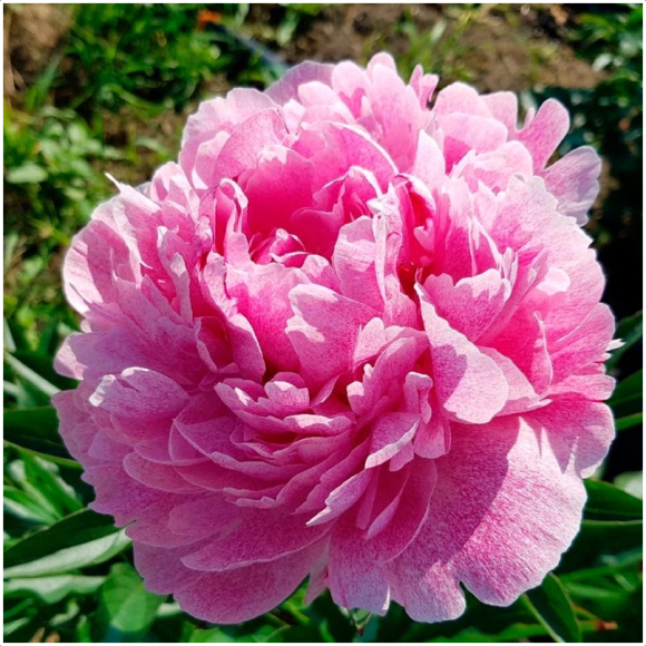 Пион Питертье Фринд 2/3 (1уп/1шт) Пион Питертье Фринд 2/3 (1уп/1шт)