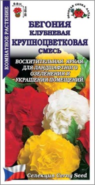 Цветы Бегония Крупноцветковая Смесь ЦВ/П (СОТКА) 5шт комнатное 30-35см