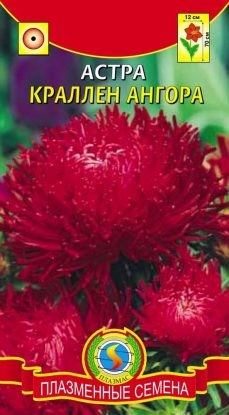 Цветы Астра краллен Ангора ЦВ/П (ПЛАЗМА) когот. красн. 70 см