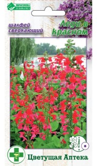 Пряность Шалфей Леди в красном ЦВ/П (ЕС) 0,2гр однолетник до 1м