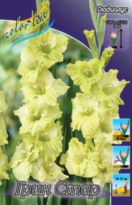 Гладиолусы Грин Стар (1уп/10шт)