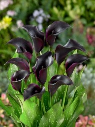 Калла Ла Паз (1уп/2шт)