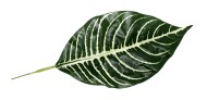 Лист Диффенбахии ткань одиночный 1/10шт 44см Лист Диффенбахии ткань одиночный 1/10шт 44см