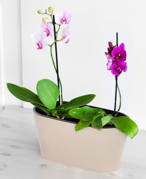 Балконный ящик Лея 300мм Бежевый (с дренажной системой) Арт-М-8590 Балконный ящик Лея 300мм Бежевый (с дренажной системой) Арт-М-8590