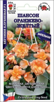 Цветы Бегония Шансон Оранжево-Жёлтая F1 ЦВ/П (СОТКА) 5шт комнатное 30-45см