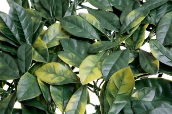 Трава искусственная 50*50см MZ-188006-А (MZCGZ-06090) Лист Магнолии Зелёно-Жёлтый