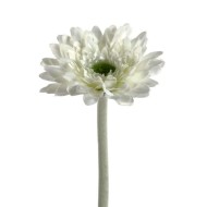 Гербера одиночная 63 см Белая