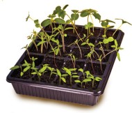 Микропарник 20ячеек с поддоном и крышкой 345х285х95 (ВХ)