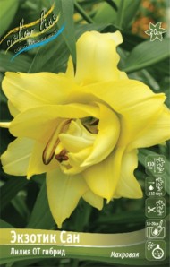 Лилия Экзотик Сан (1уп/5шт) ОТ махр Лилия Экзотик Сан (1уп/5шт) ОТ махр