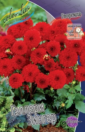 Георгины Геллери Зингер (1уп/1шт)
