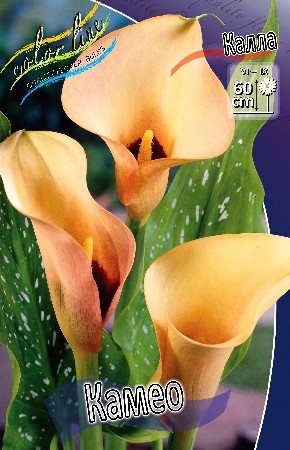 Калла Камео 12/14 (1уп/2шт)