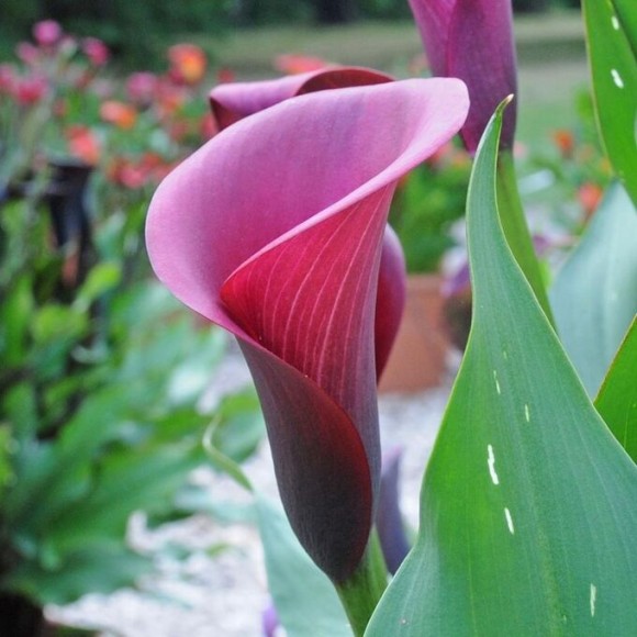 Калла Сайгон (1уп/2шт)