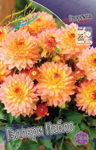 Георгины Геллери Пабло (1уп/1шт)